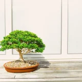 盆栽の魅力と貿易：世界で愛される日本の芸術品